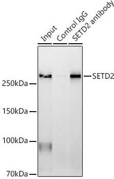 HYPB Antibody - Azide and BSA Free