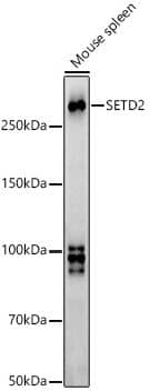 HYPB Antibody - Azide and BSA Free