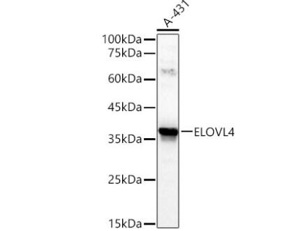 ELOVL4 Antibody - Azide and BSA Free