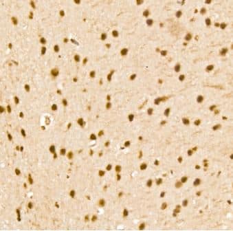 THRAP3 Antibody - Azide and BSA Free