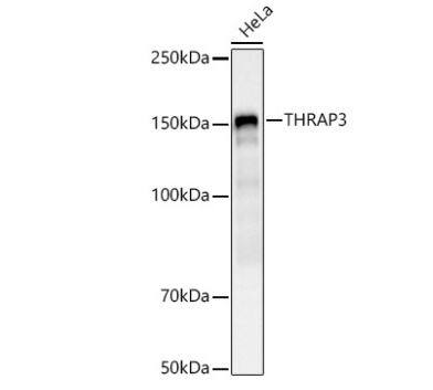 THRAP3 Antibody - Azide and BSA Free