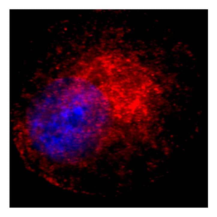 GOLGA4 Antibody