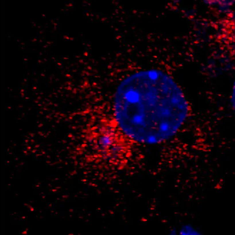 GOLGA4 Antibody