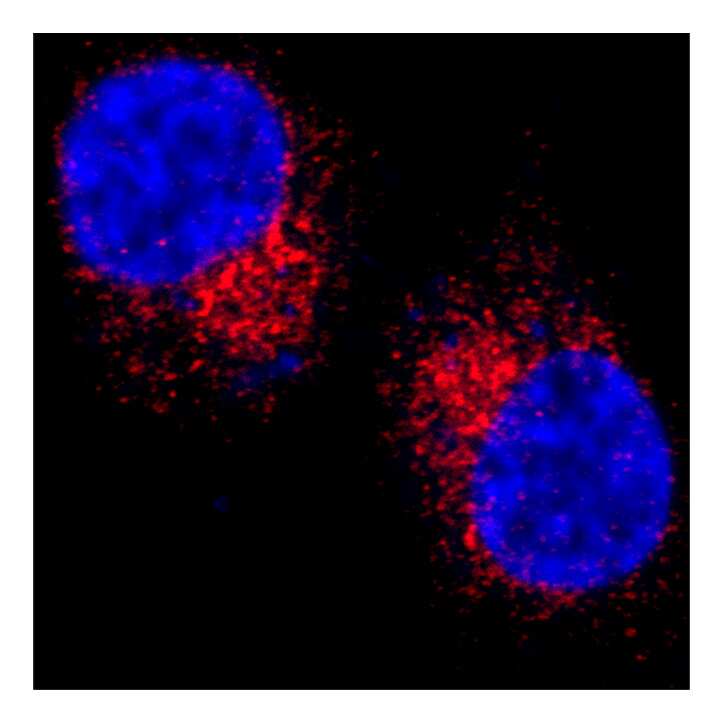 GOLGA4 Antibody