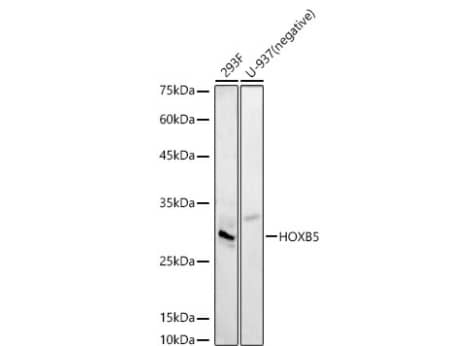 HOXB5 Antibody - Azide and BSA Free