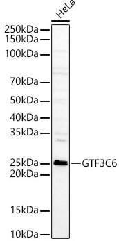 GTF3C6 Antibody