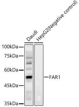 FAR1 Antibody