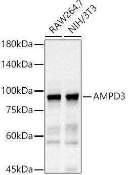 AMPD3 Antibody - BSA Free