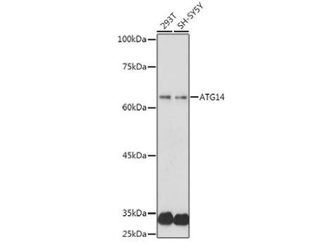 ATG14 Antibody - Azide and BSA Free