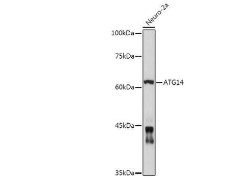 ATG14 Antibody - Azide and BSA Free