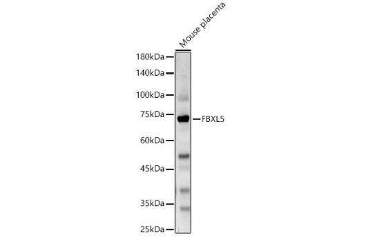 FBXL5 Antibody - BSA Free