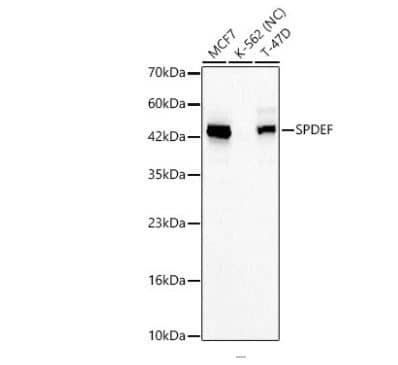 SPDEF Antibody - BSA Free