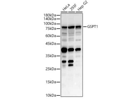 GSPT1 Antibody - Azide and BSA Free