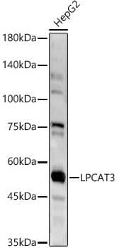 LPCAT3 Antibody - Azide and BSA Free