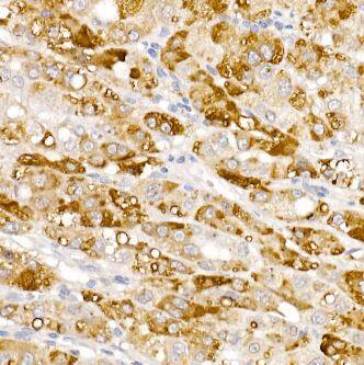 HSD17B13 Antibody - Azide and BSA Free