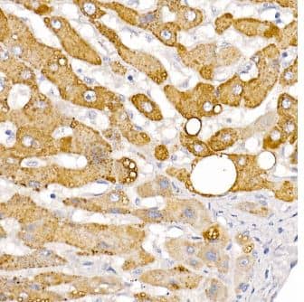 HSD17B13 Antibody - Azide and BSA Free