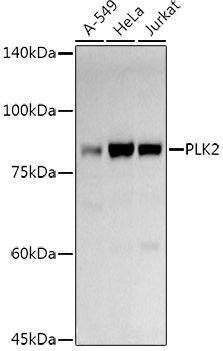 PLK2 Antibody