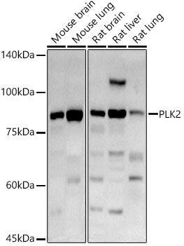 PLK2 Antibody