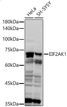 EIF2AK1 Antibody EIF2AK1 Antibody