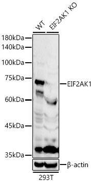 EIF2AK1 Antibody EIF2AK1 Antibody