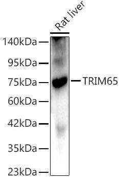 TRIM65 Antibody - Azide and BSA Free