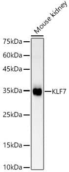 KLF7 Antibody KLF7 Antibody