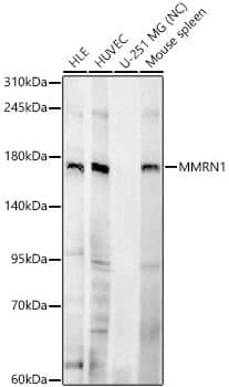 MMRN1 Antibody - Azide and BSA Free
