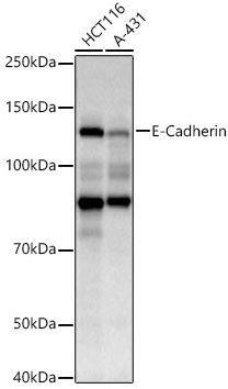 pan Cadherin Antibody (2M6G8)