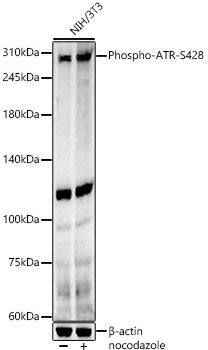 ATR [p Ser428] Antibody