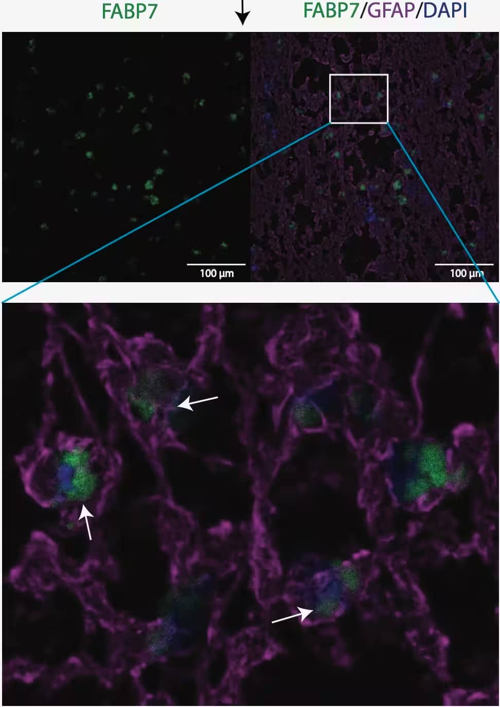 FABP7/B-FABP Antibody (2A84) - BSA Free
