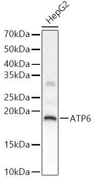 MT-ATP6 Antibody - Azide and BSA Free