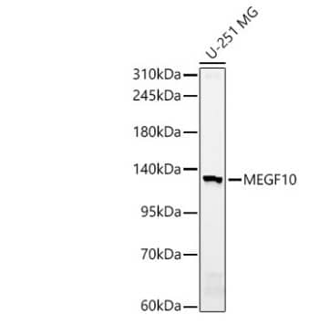 MEGF10 Antibody - Azide and BSA Free