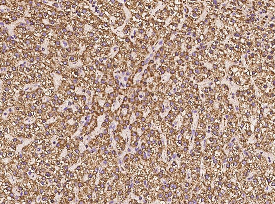 COX5A Antibody - BSA Free