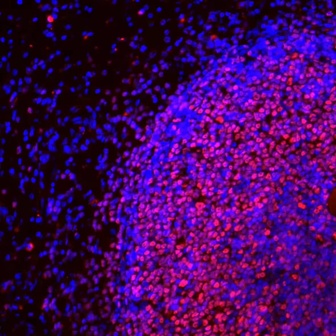 Pax5/BSAP Antibody (PAX5/3735)