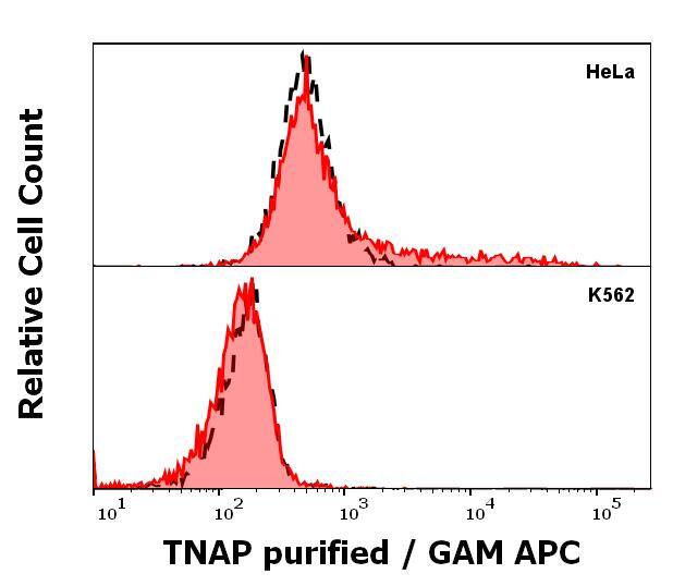 Alkaline Phosphatase, Tissue Non-Specific Antibody (W8B2B10) - BSA Free