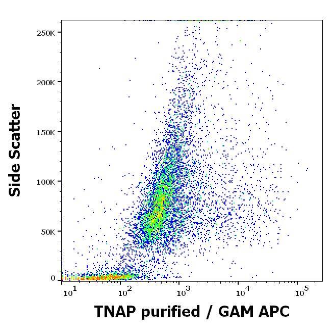 Alkaline Phosphatase, Tissue Non-Specific Antibody (W8B2B10) - BSA Free
