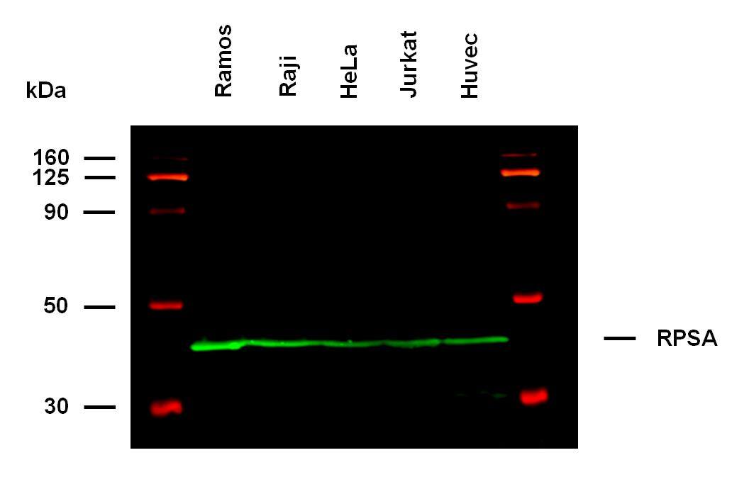 RPSA Antibody (RP-01) - BSA Free