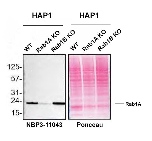 Rab1A Antibody (4G10)