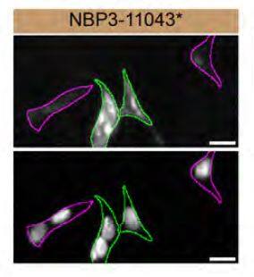 Rab1A Antibody (4G10)