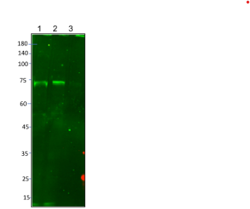 LARP7 Antibody LARP7 Antibody [NBP3-12438]