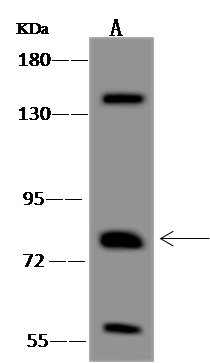 PCDHB15 Antibody