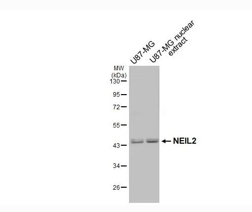 NEIL2 Antibody - BSA Free