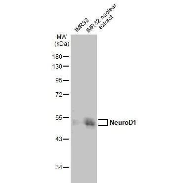 NeuroD1 Antibody