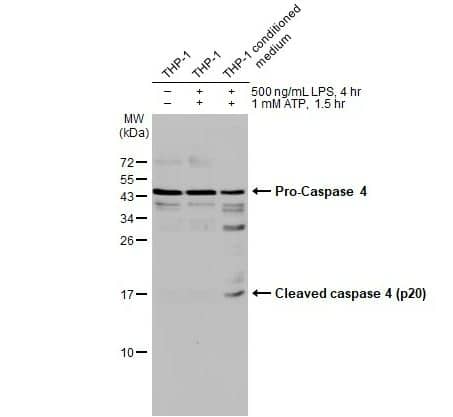 Caspase-4 Antibody