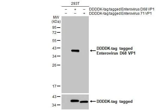 Enterovirus D68 VP1 Antibody (GT1843)