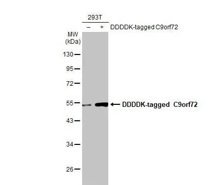 C9orf72 Antibody (GT1553-RB)