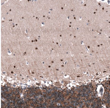 ID1 Antibody (CL11981)