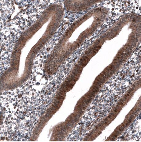 ID1 Antibody (CL11981)