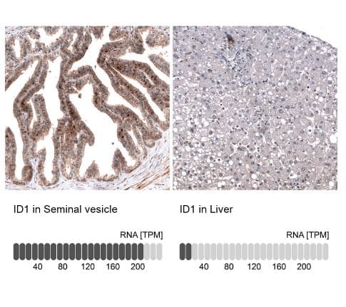 ID1 Antibody (CL11981)