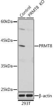 PRMT8 Antibody - Azide and BSA Free